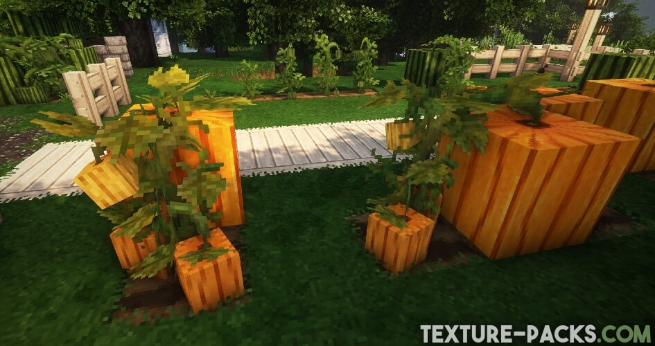 Minecraft pumpkins in a garden with the Alacrity texture pack