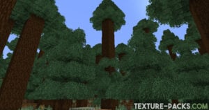Spruce forest with texture variants